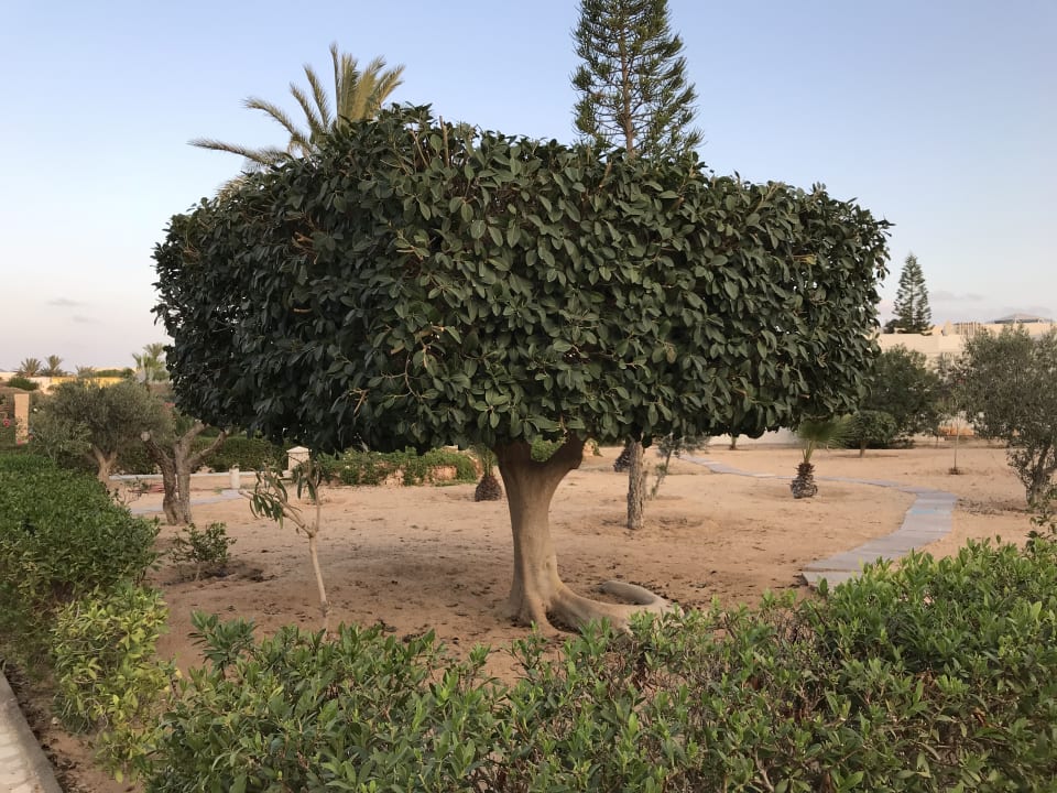 Gartenanlage Djerba Sun Beach Hotel & Spa