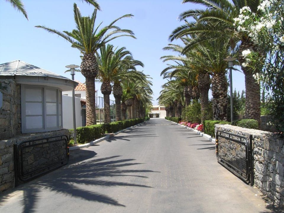 Herrliche Palmenzufahrt zum Hotel Phãea Cretan Malia