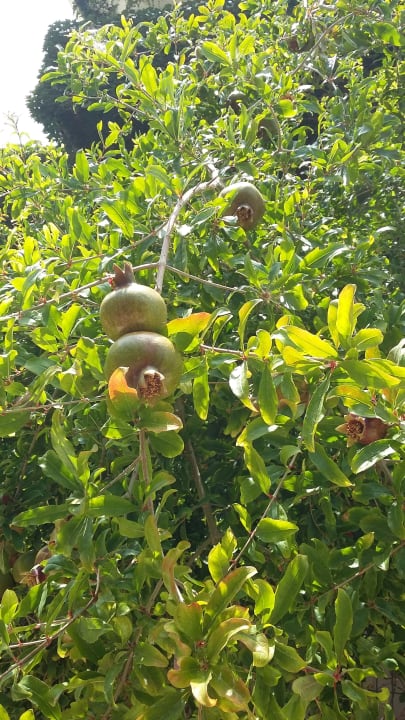 Gartenanlage Solivia Hotel