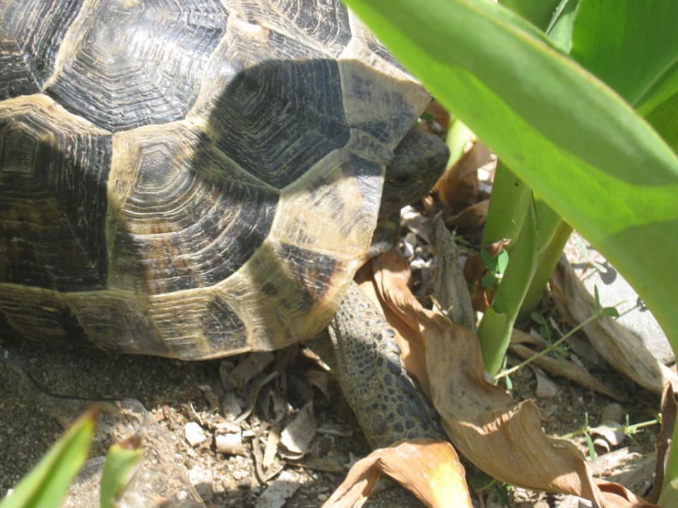 Schildkröte Sealife Buket Resort & Beach