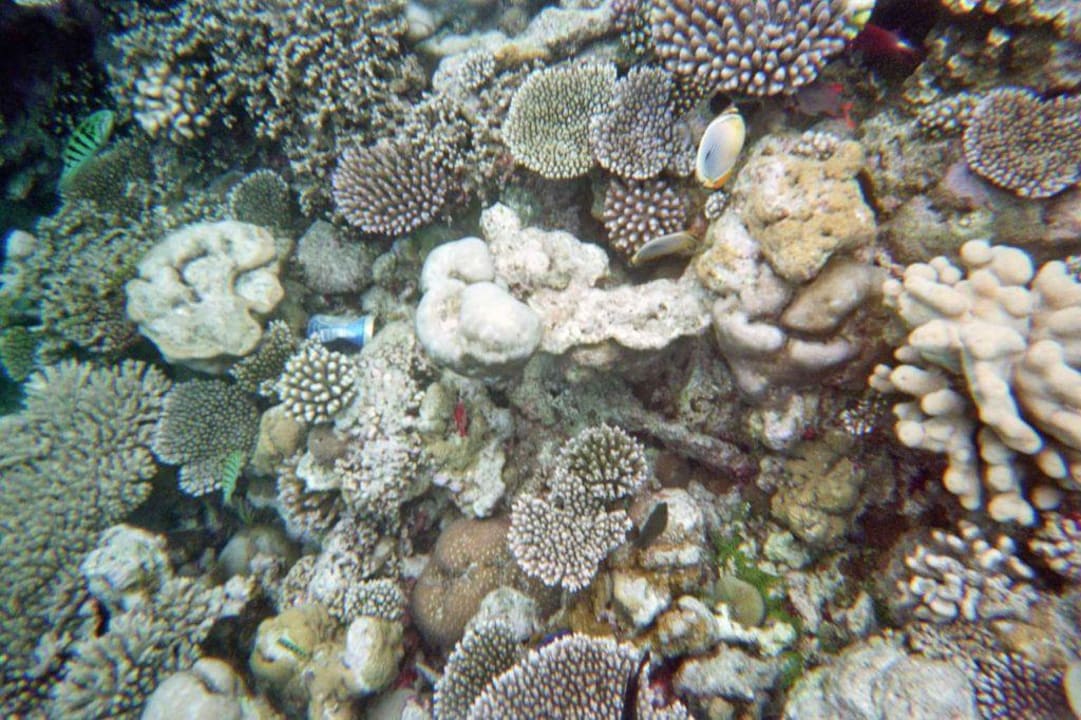 Unterwasserwelt Summer Island Maldives