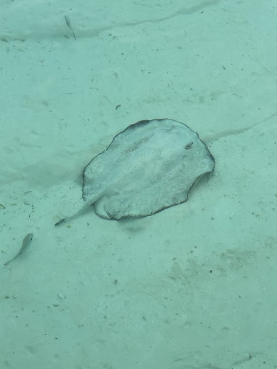 Strand Jawakara Islands Maldives