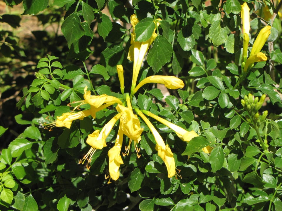 Blüte Kalahari Anib Lodge