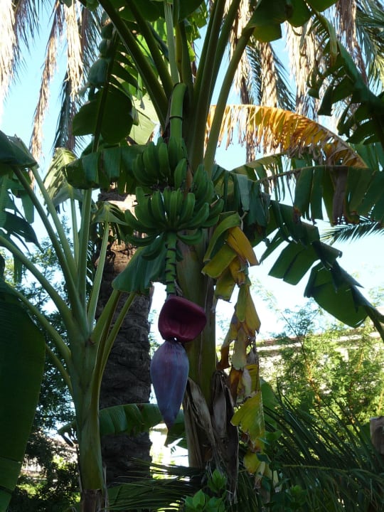 Gartenanlage Sunis Elita Beach Resort & Spa