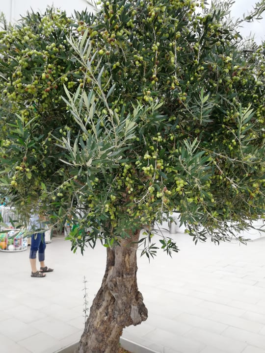 Gartenanlage Anemos Luxury Grand Resort