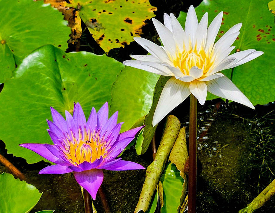 Gartenanlage Dinso Resort & Villas Ko Chang, Vignette Collection by IHG