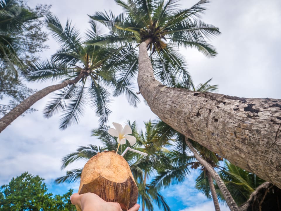 Gartenanlage Hotel Kiwengwa Beach Resort