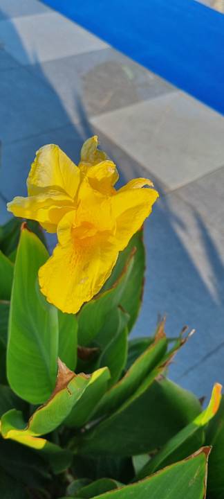 Gartenanlage JAZ Elite Asteria