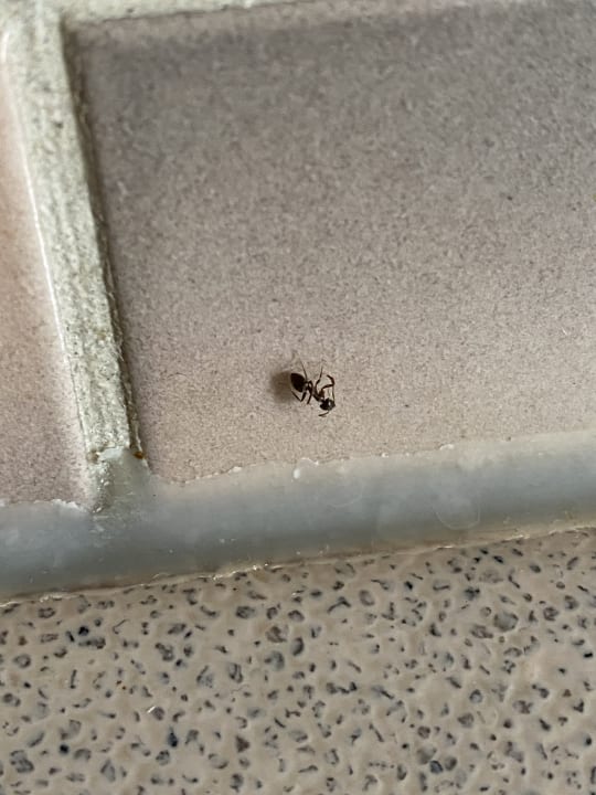 Zimmer Roompot De Soeten Haert