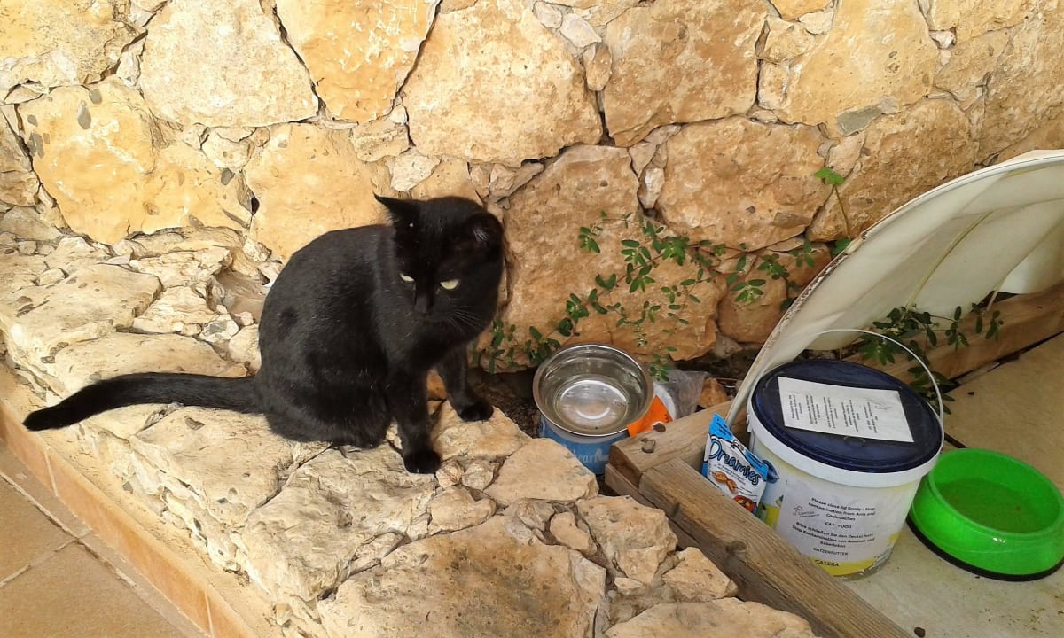 Katzen-Futterstelle am Hotelgelände MUR Hotel Faro Jandia & Spa Fuerteventura