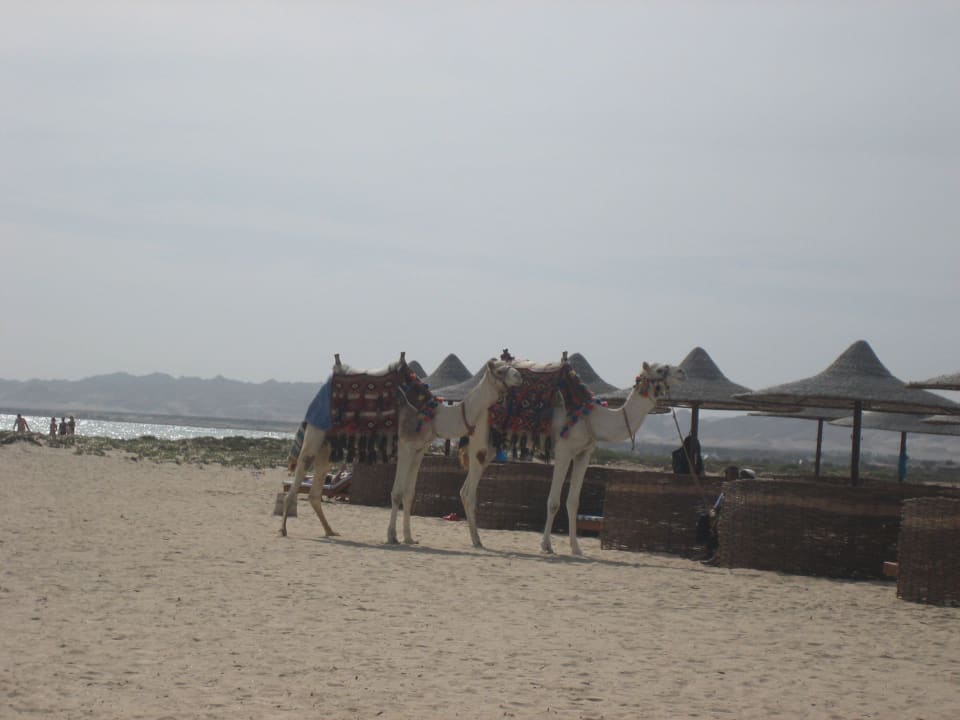 Tito und Oskar Hotel Gorgonia Beach Resort