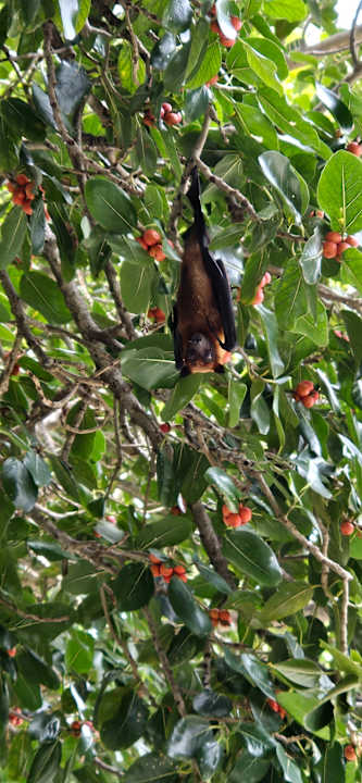 Sonstiges Vilamendhoo Island Resort & Spa