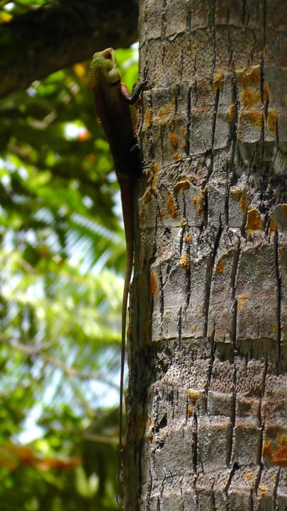 Frecher Bewohner Adaaran Select Meedhupparu Island Resort - Premium All Inclusive