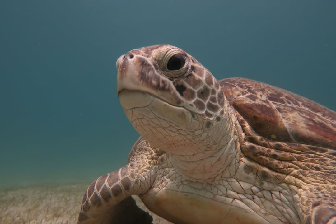 Sport & Freizeit Pickalbatros Sands Hotel - Port Ghalib
