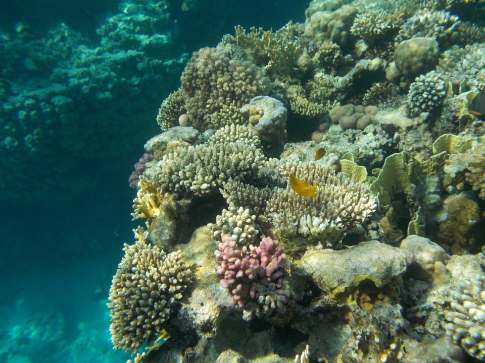 Coral and fish Hotel El Faraana Reef Resort