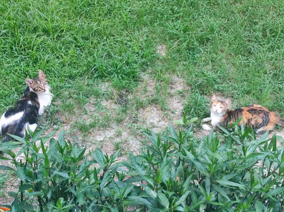 Gartenanlage Trendy Side Beach Hotel - Adults only