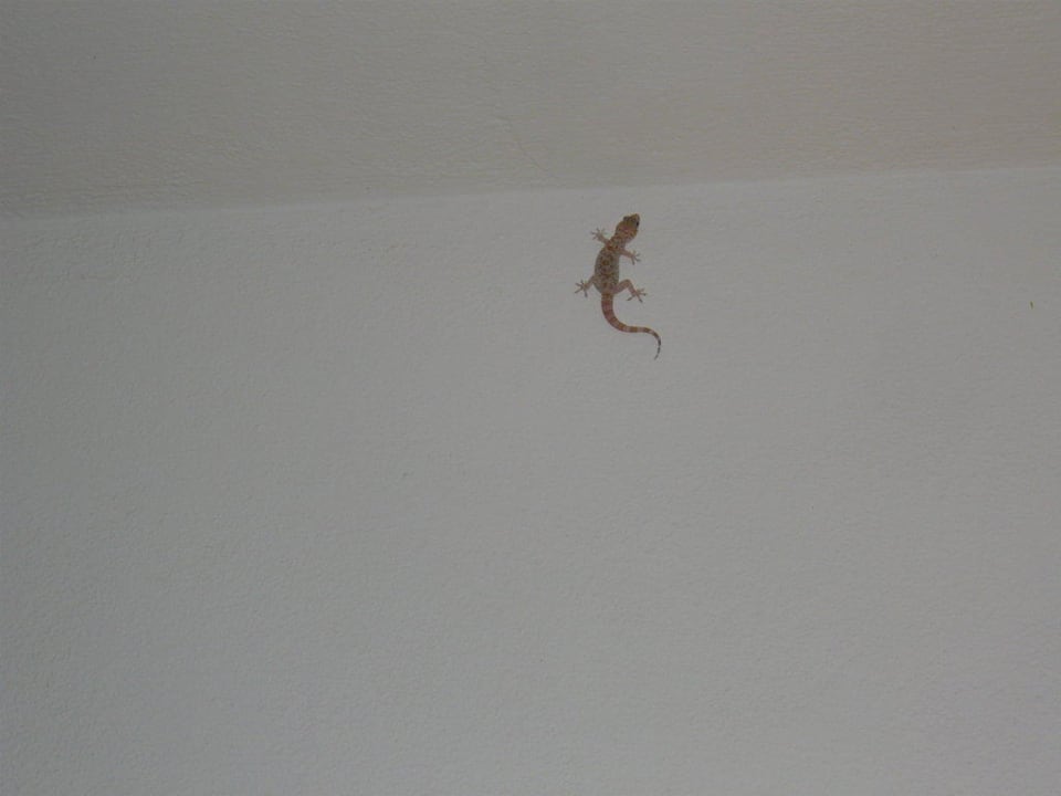 Gecko Vantaris Luxury Beach Resort