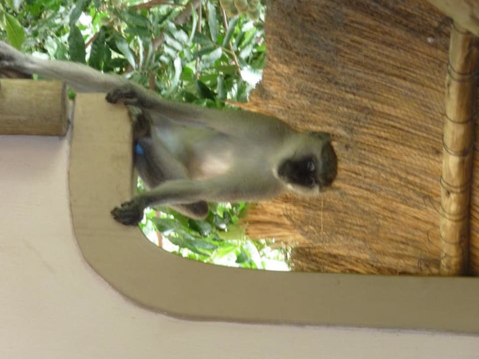 Erster Besuch am Balkon Hotel Chobe Safari Lodge