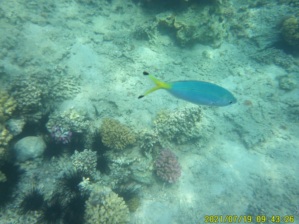 Sport & Freizeit Menaville Safaga