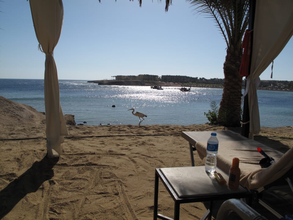 Strand Steigenberger Coraya Beach - Adults only