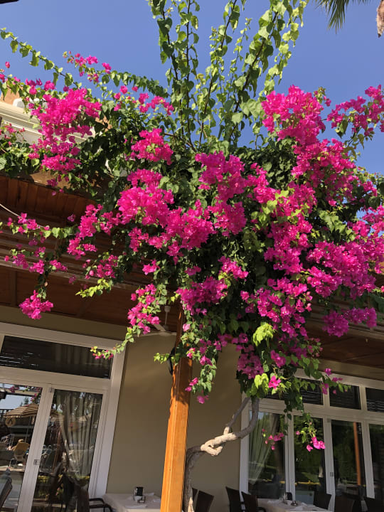 Gartenanlage Adalya Resort & Spa - Adults Only