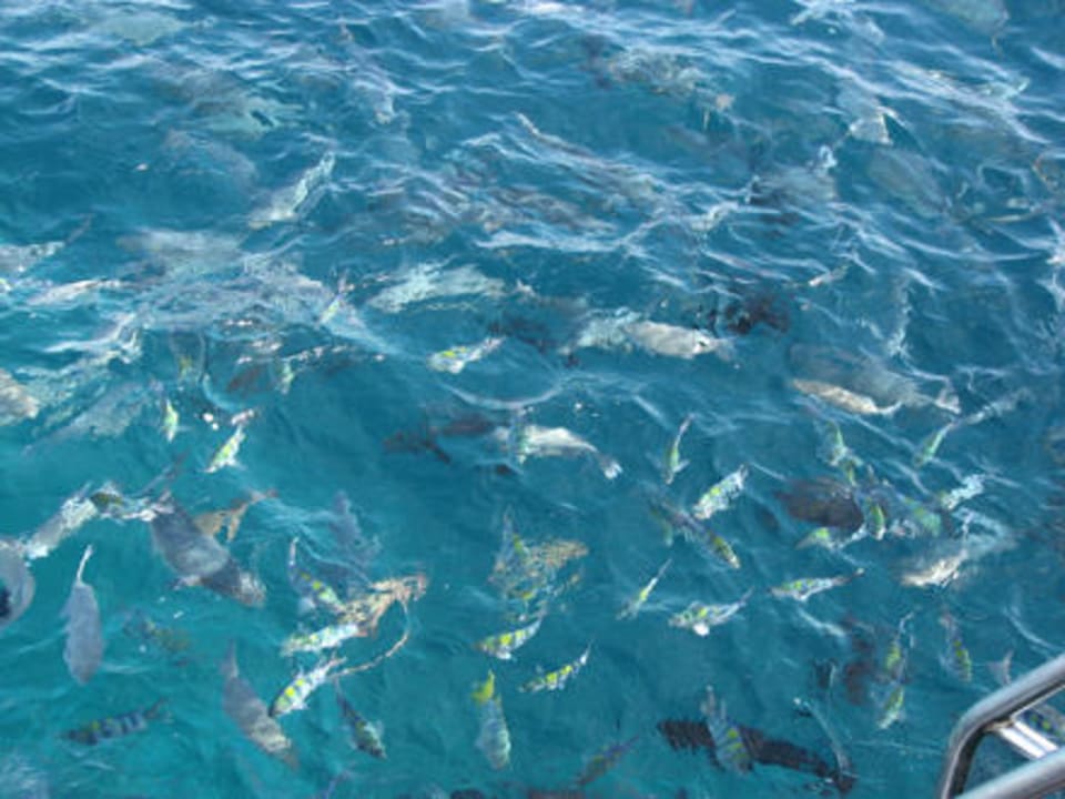 Fische von oben Adaaran Select Meedhupparu Island Resort - Premium All Inclusive