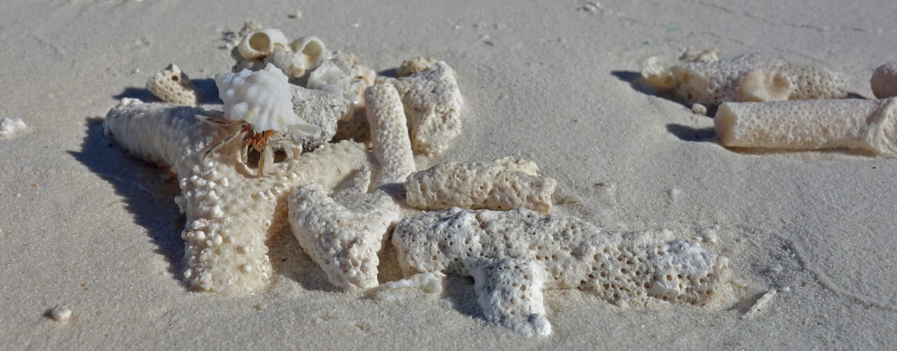 Neugieriger Krebs Adaaran Select Meedhupparu Island Resort - Premium All Inclusive