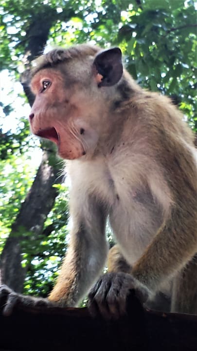 Sonstiges Jungle Beach by Uga Escapes