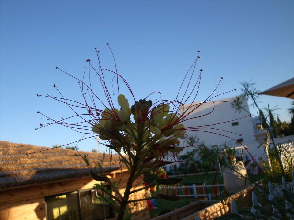 Einfach Schön Hotel Royal Nozha