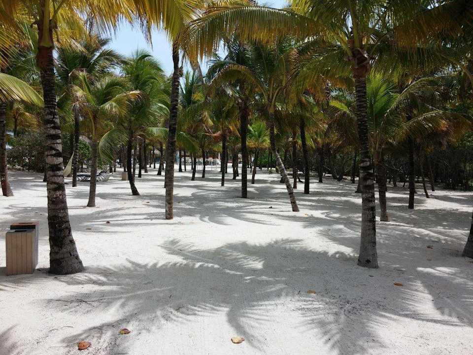 Der Palmenwald links am Kantenah Grand Palladium Kantenah Resort & Spa