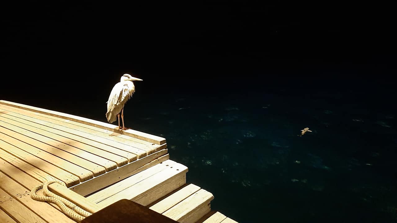 Außenansicht Vilamendhoo Island Resort & Spa