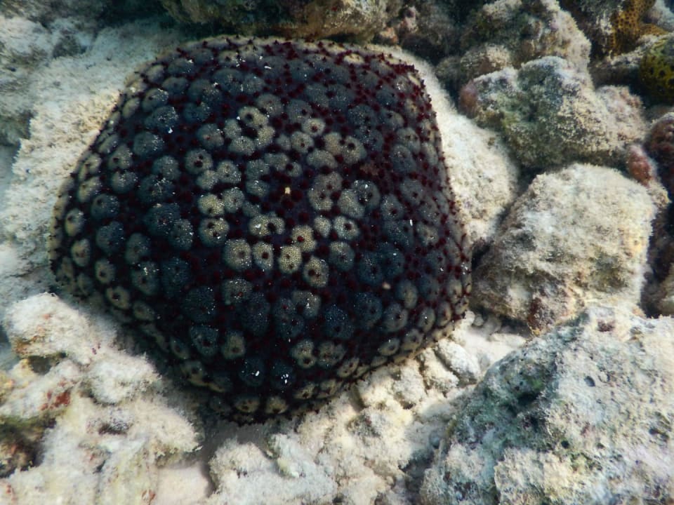 Sport & Freizeit NH Collection Maldives Reethi Resort