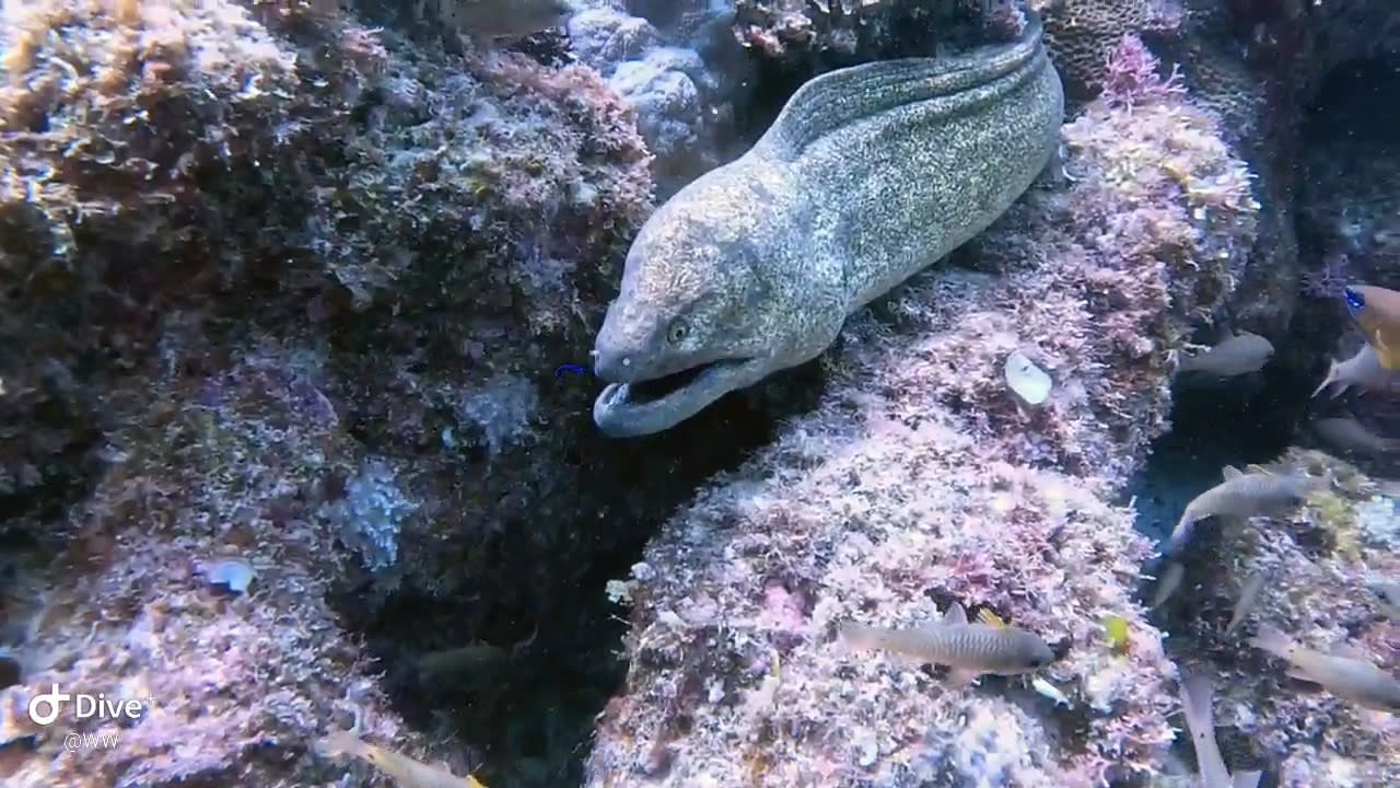 Sport & Freizeit Lagoon Attitude - Adults only