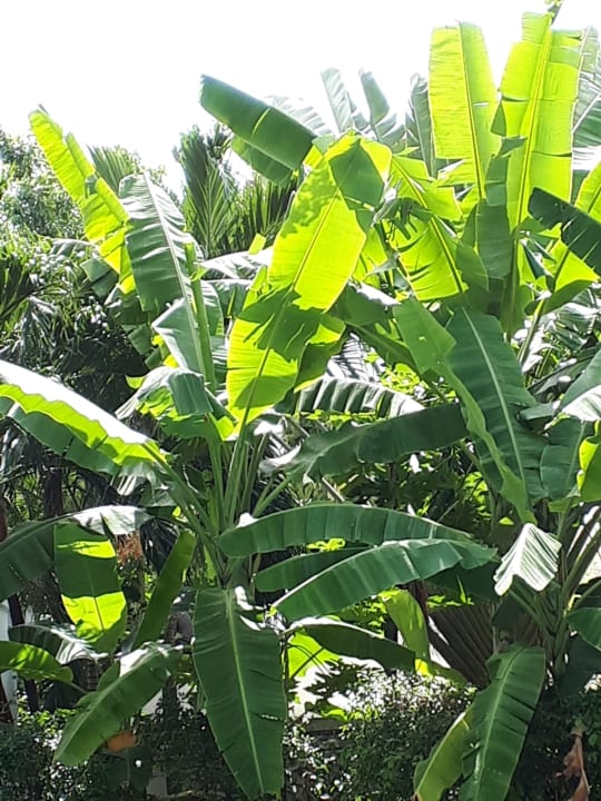 Gartenanlage Woodlands Hotel & Resort