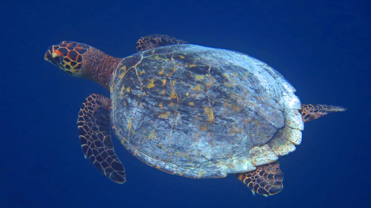 Schnocheln am Hausriff Schildkröte Safari Island Maldives