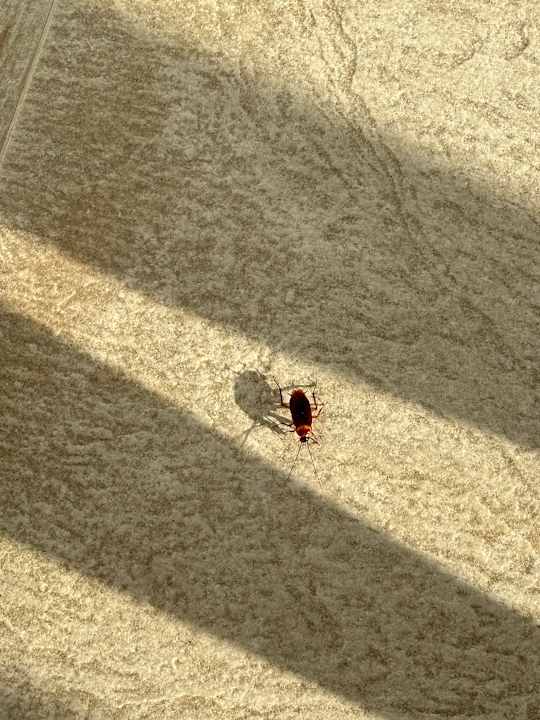 Sonstiges Barceló Concorde Green Park Palace