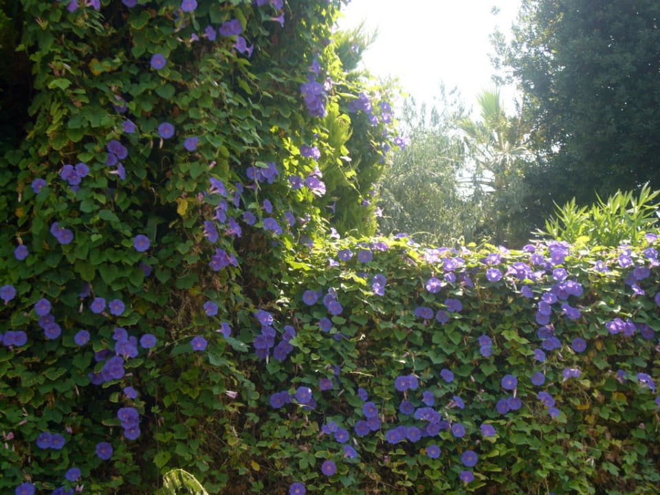 On the beach Arora Hotel