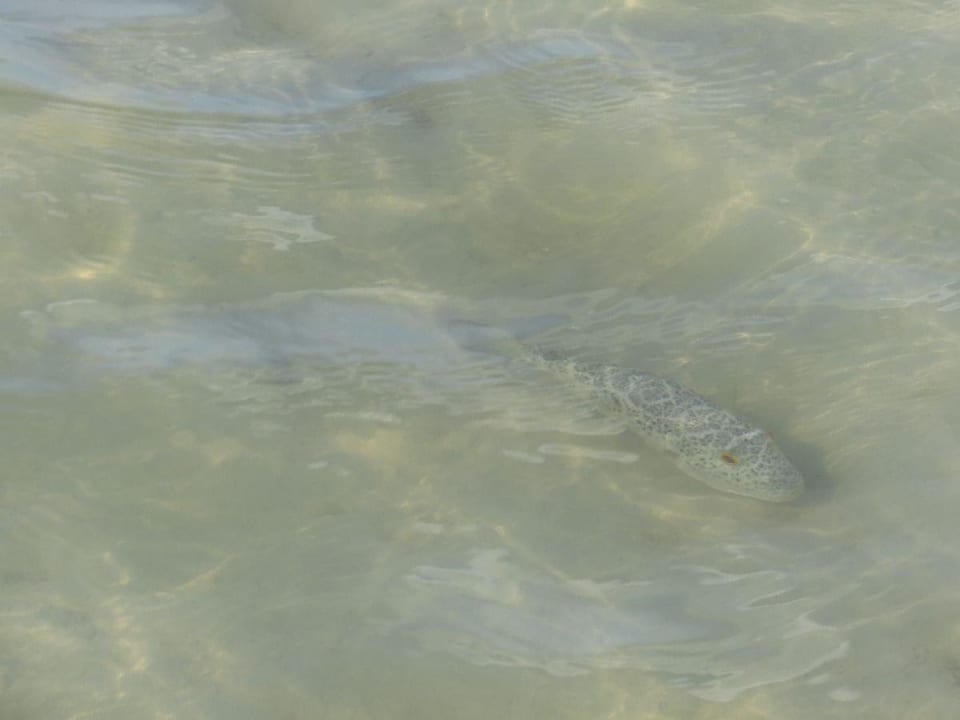 Fischi Hotel Villas Flamingos