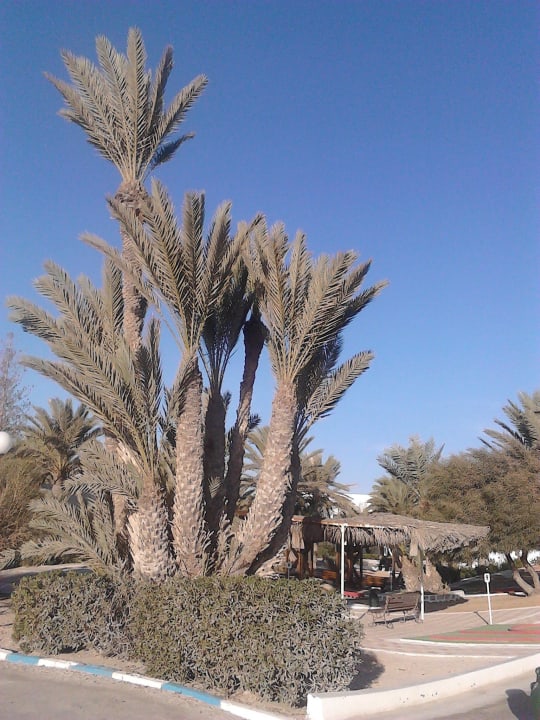 Schönste Palme Hotel El Mouradi Djerba Menzel