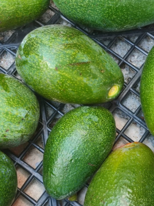 Sonstiges Clover Magic Nova Beach