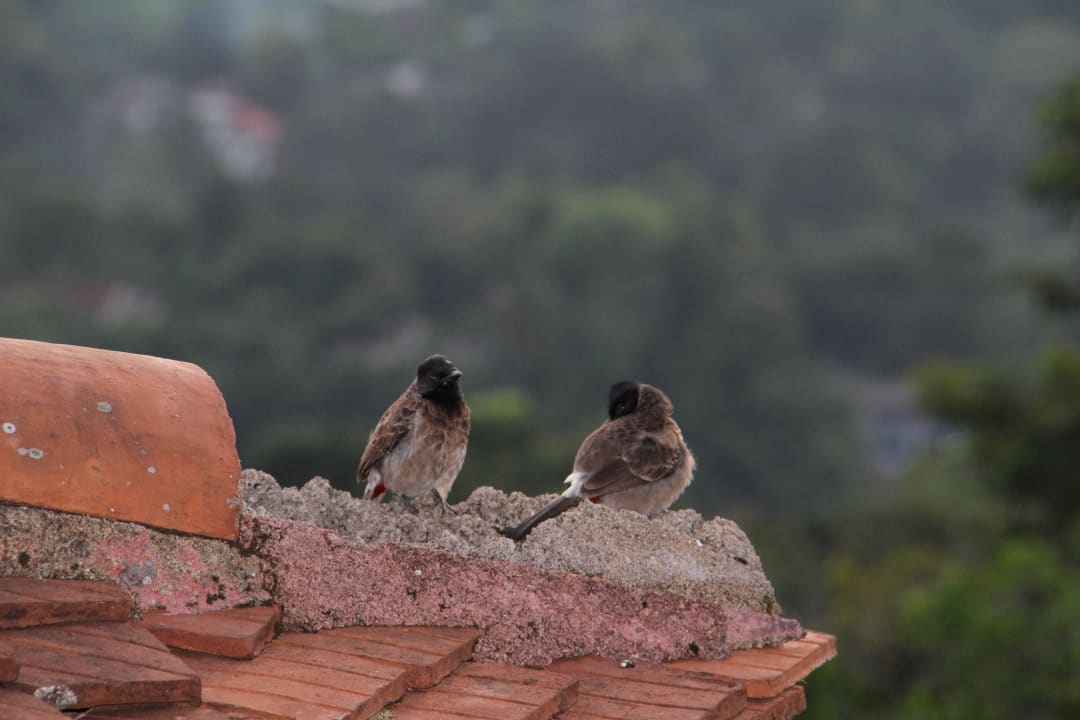 Freche Vögel  Hotel Amaya Hills