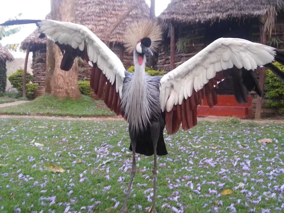Kronenkranisch als Haustier L'Oasis Lodge