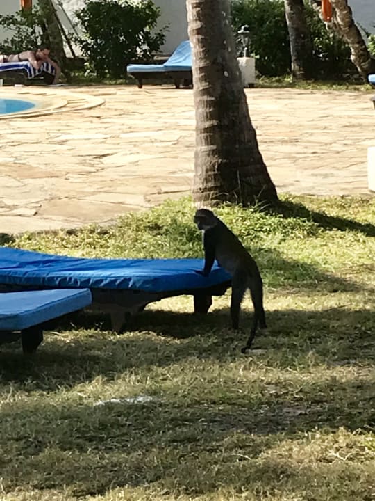 Strand Hotel Diani Sea Lodge