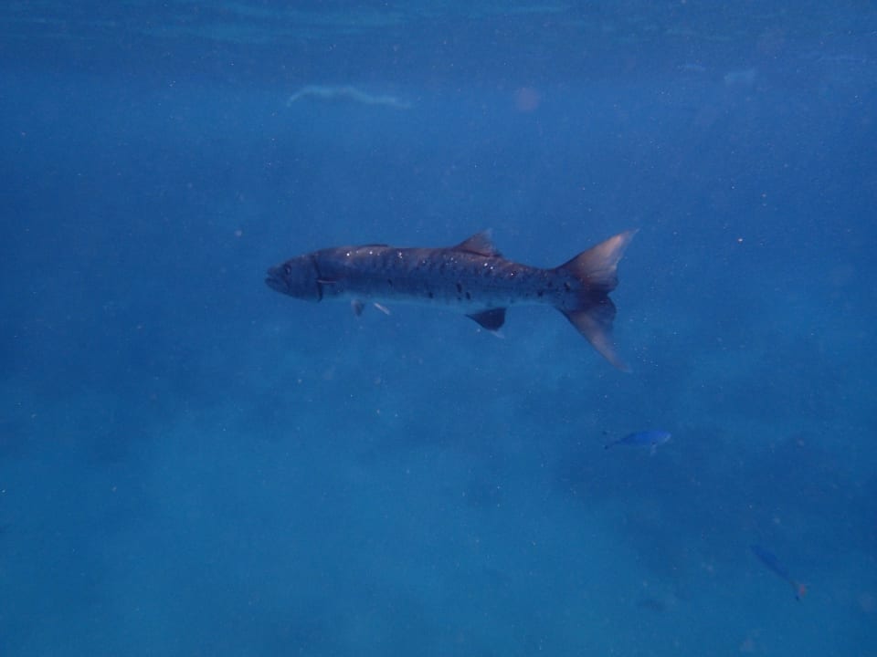 Barrakuda Steigenberger Coraya Beach - Adults only