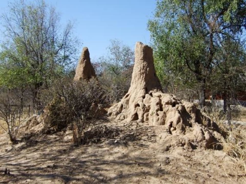 Termitenhügel Hotel Mushara Lodge