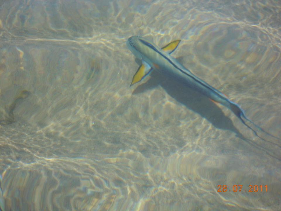 Und noch ein Fisch  Ghazala Gardens