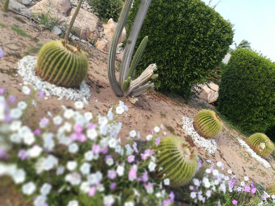 Gartenanlage Parrotel Beach Resort