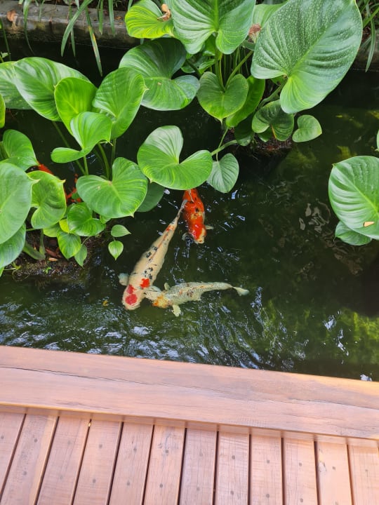 Gartenanlage Buri Rasa Village Samui Adults Only Resort