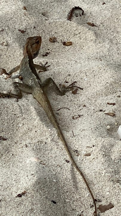 Strand La Pirogue Mauritius