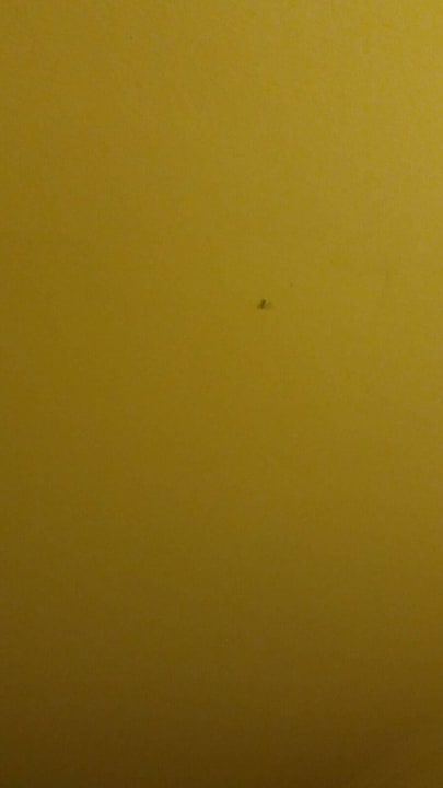 Fliegen und Insekten kleben an der Wand Green Bay Resort & Spa